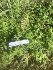 Oenothera curtiflora