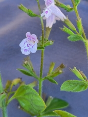 Clinopodium nepeta