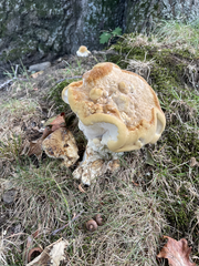 Bondarzewia berkeleyi