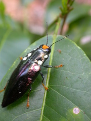 Metataenia erythrocephala