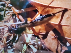 Pimpla rufipes