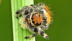 Phidippus regius