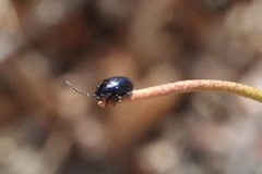 Chrysomelidae