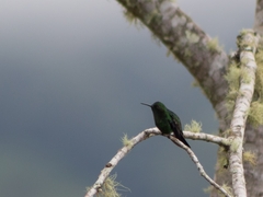 Chlorostilbon melanorhynchus