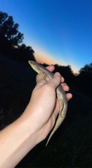 Plestiodon obsoletus