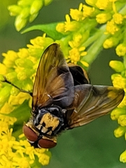 Phasia aurigera