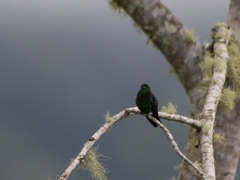 Chlorostilbon melanorhynchus