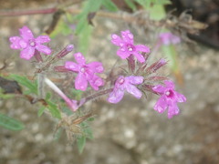 Glandularia