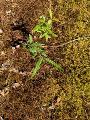 Comptonia peregrina