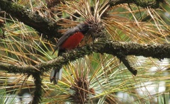 Myioborus miniatus
