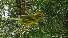 Setophaga discolor