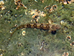 Coryphoblennius galerita