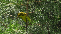 Setophaga discolor