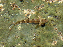 Coryphoblennius galerita