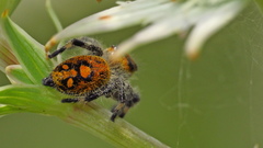 Phidippus regius
