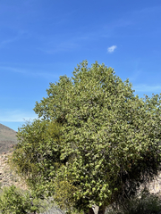 Prunus ilicifolia lyonii