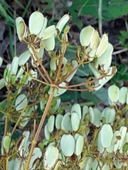 Apioideae