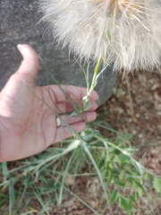Tragopogon dubius