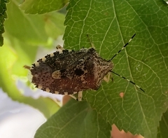 Rhaphigaster nebulosa