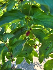 Cornus mas