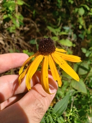 Rudbeckia fulgida