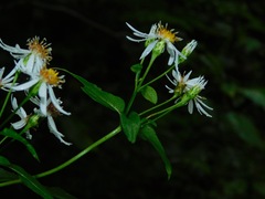Eurybia chlorolepis