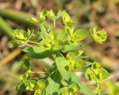 Euphorbia platyphyllos