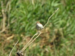 Certhiaxis cinnamomeus