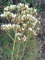 Apioideae