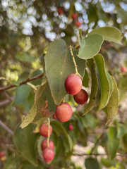Prunus ilicifolia lyonii