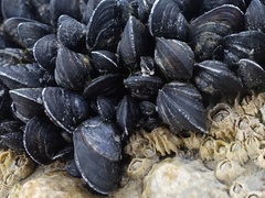 Mytilus edulis