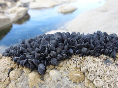 Mytilus edulis