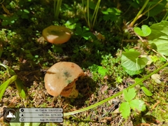 Lactarius deliciosus