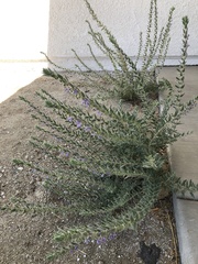 Trichostema lanceolatum