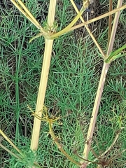 Apioideae