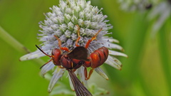 Cerceris bicornuta