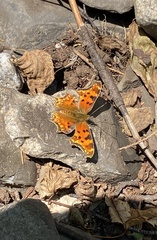 Polygonia