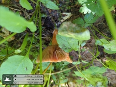 Lactarius deliciosus