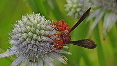 Cerceris bicornuta