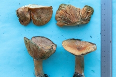 Lactarius deliciosus