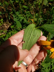Rudbeckia fulgida