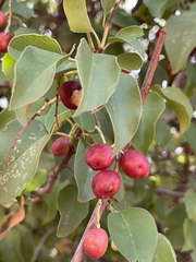 Prunus ilicifolia lyonii