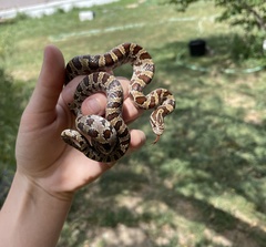 Lampropeltis calligaster