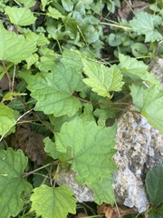 Vitis rotundifolia