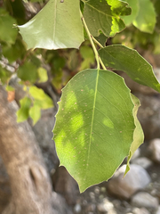 Prunus ilicifolia lyonii