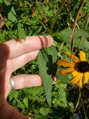 Rudbeckia fulgida