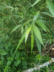 Salix nigra