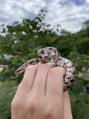 Lampropeltis calligaster