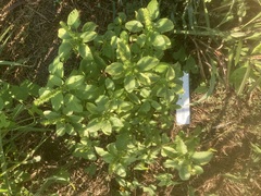 Acalypha ostryifolia