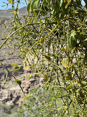 Phoradendron brachystachyum